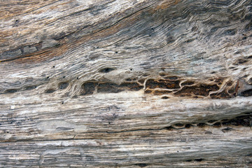 Naklejka premium Natural Old Wood Texture