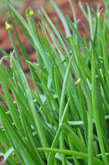 green onion