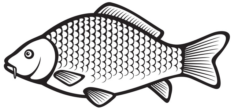 Carp fish (Common carp)