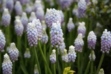 Bluebells, Grape Hyacinth