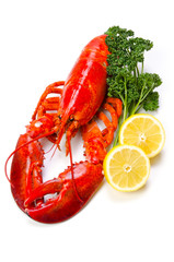 アメリカンロブスター