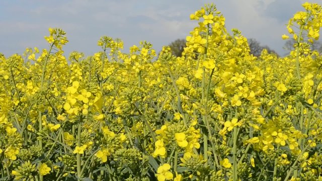 Raps: Bl&uuml;ten und knospen