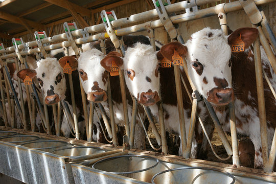 Animal ferme vache 05