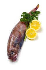 エゾイソアイナメ