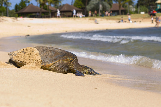 Kauai Green Sea Turtle