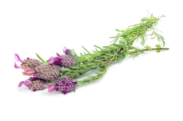 Lavandula stoechas, Spanish lavender