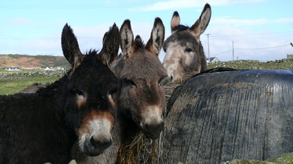 drei an der futterstelle