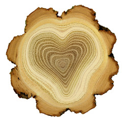 Heart of tree - growth rings of acacia tree