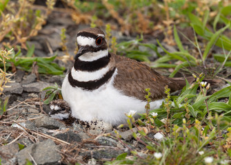 Killdeer bird sitting on nest with young