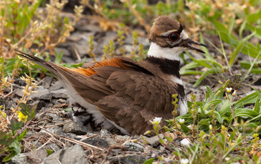 Killdeer bird sitting on nest with young