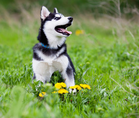 Siberian husky puppy © Kirill Grekov