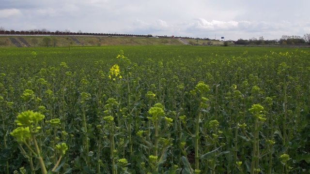 Rapeseed Field