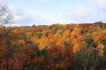 Blick von oben auf Herbstwald