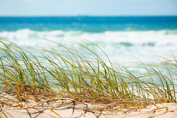 Green grass on sandy dune overlooking beach