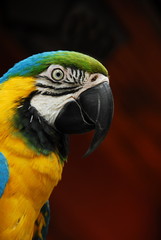 Beautiful Colors Parrot