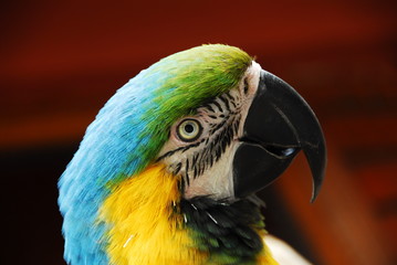 Beautiful Colors Parrot