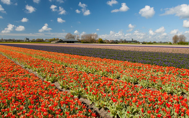 Hollandse Tulips