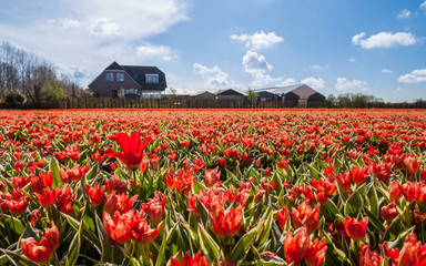 Hollandse Tulips