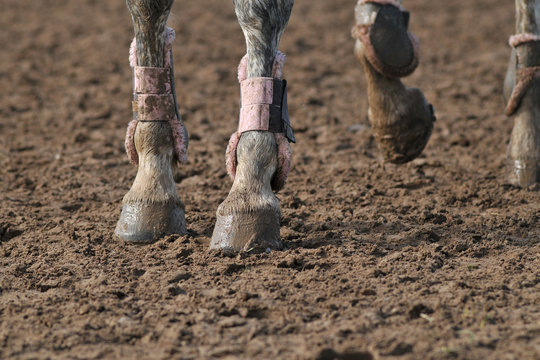 equitation dans la boue
