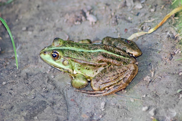 Green frog on the ground near pond