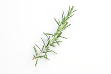 Fototapeta premium rozmaryn