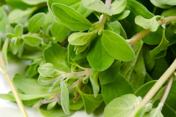 スイートマジョラム