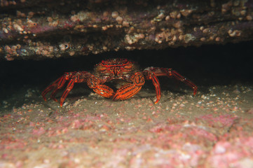 ショウジンガニ