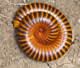 Close up view of a millipede