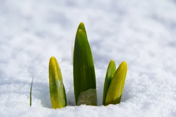 Crédence de cuisine en verre imprimé Narcisse narcissus in the snow