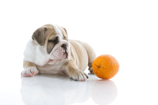 English bulldog puppy with orange isolated