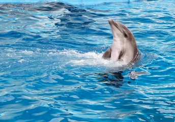 Fotobehang Bottle-nosed dolphin © paleka