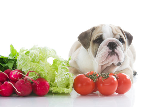 English bulldog puppy with vegetables
