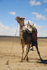 camel in a beautiful desert
