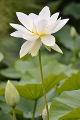 Obraz premium White sacred lotus flower (Nelumbo nucifera)