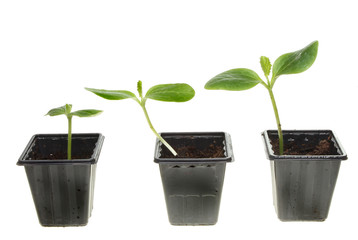 Three courgette seedlings
