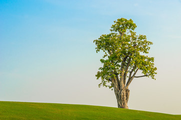 Fototapeta na wymiar one tree on grass field in blue sky