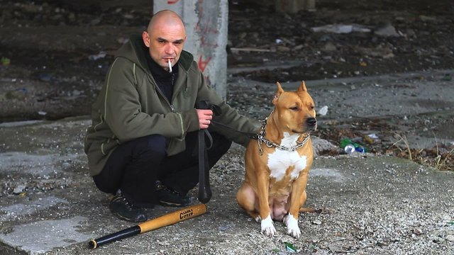 Criminal strokes a pit bull