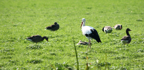 zugvögel