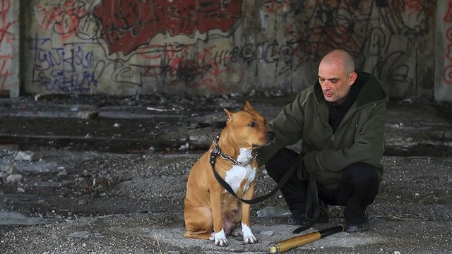 Pit bull looking at its criminal owner