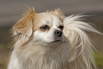 piesek © Henryk Olszewski