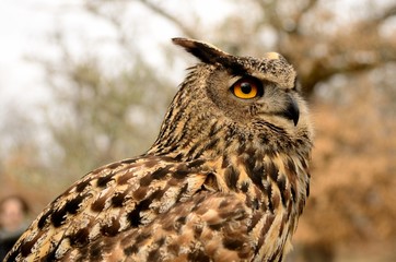Owl
