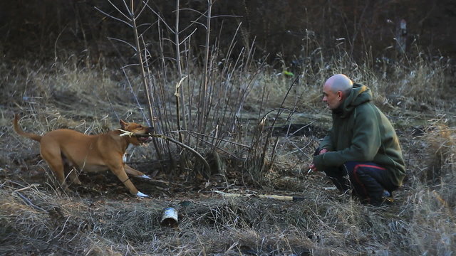 Shaved man watching for a pit bull