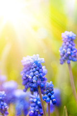 Art  beautiful spring flowers background