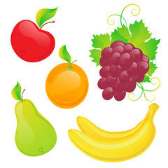 Vector set of fresh fruits on white background