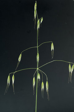 Hafer, Avena sativa, Granen