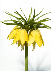 Kaiserkrone; Fritillaria verticillata