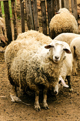 Wool sheeps
