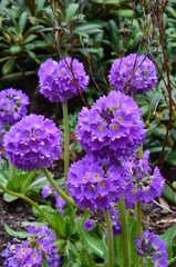 Fototapeta premium violette Kugelprimeln