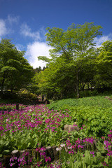 六甲高山植物園