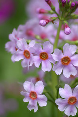 Obraz premium クリンソウ